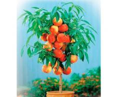 BCM Pfirsichbaum