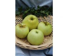 BCM Apfelbaum »Apfel Gold Sensation«, Säulenform, Höhe: 80 cm