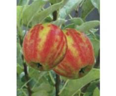 BCM Apfelbaum »Karneval«, 40 cm Lieferhöhe