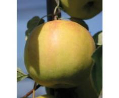 BCM Apfelbaum »Bella Bionda Patrizia«, 150 cm Lieferhöhe