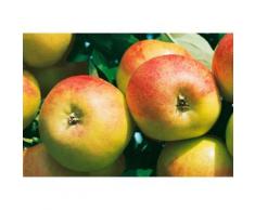 BCM Apfelbaum »Cox orange«, 100 cm Lieferhöhe