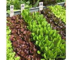Saatplatten-Set Salatvielfalt, Hochbeet - und Balkonsalate