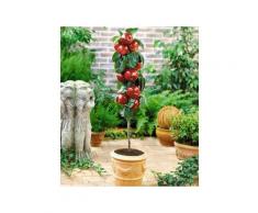 Apfel »Gala«, Obstbaum, sehr gute Befruchtersorte, süßfruchtig, 200 - 250 cm Wuchshöhe