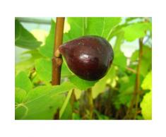 Feige »Noire de Bellon«, Obstbaum, selbstfruchtend, gut geeignet für Kübelbepflanzung