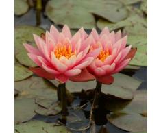 Seerose Aurora, kupfer, im ca. 11 cm-Topf