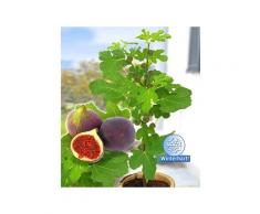 Frucht-Feige Rouge de Bordeaux klein,1 Pflanze Ficus carica Feigenbaum