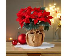 Weihnachtsstern im Jutesack