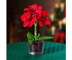 Kunstpflanze Amaryllis im Topf, rot
