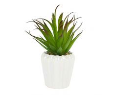 Candlelight Sukkulente Pflanze im Topf, weiß/grün, klein