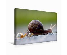 Premium Textil-Leinwand 45 cm x 30 cm quer Ein Motiv aus dem Kalender at Schneckentempo durch das Jahr | Wandbild, Bild auf Keilrahmen, Fertigbild auf echter Leinwand, Leinwanddruck (CALVENDO Natur);CALVENDO Natur