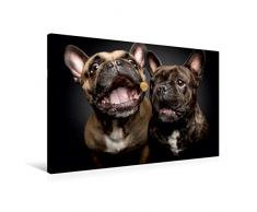 Premium Textil-Leinwand 90 x 60 cm Quer-Format FranzÃ¶sische Bulldoggen Schnappschuss mit Leckerchen | Wandbild, HD-Bild auf Keilrahmen, Fertigbild auf hochwertigem Vlies, Leinwanddruck von Vieler Photography / Christian Vieler