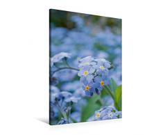 Calvendo Premium Textil-Leinwand 60 cm x 90 cm hoch, Vergissmeinnicht (Myosotis) | Wandbild, Bild auf Keilrahmen, Fertigbild auf echter Leinwand, Leinwanddruck Natur Natur