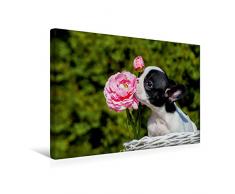 Leinwand Kleiner Rosenkavalier - FranzÃ¶sische Bulldogge 45x30cm, Special-Edition Wandbild, Bild auf Keilrahmen, Fertigbild auf hochwertigem Textil, Leinwanddruck, kein Poster