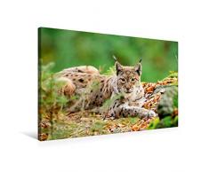 Calvendo Premium Textil-Leinwand 75 cm x 50 cm quer, Immer auf der Lauer - der wunderschöne Europäische Luchs | Wandbild, Bild auf Keilrahmen, Fertigbild auf Wald, Deutschland Tiere Tiere