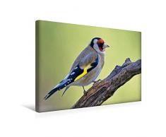 CALVENDO Premium Textil-Leinwand 45 cm x 30 cm quer, Stieglitz | Wandbild, Bild auf Keilrahmen, Fertigbild auf echter Leinwand, Leinwanddruck: Vögel im heimischen Garten Tiere Tiere