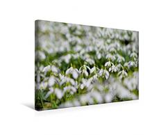 Premium Textil-Leinwand 45 x 30 cm Quer-Format Schneeglöckchen | Wandbild, HD-Bild auf Keilrahmen, Fertigbild auf hochwertigem Vlies, Leinwanddruck von Ursula Di Chito
