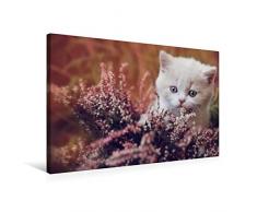 Calvendo Premium Textil-Leinwand 75 cm x 50 cm quer, BKH Katzenkind Creme-White | Wandbild, Bild auf Keilrahmen, Fertigbild auf echter Leinwand, Leinwanddruck Tiere Tiere