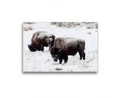 Calvendo Premium Textil-Leinwand 45 cm x 30 cm quer, Bisons am Blacktail Plateau | Wandbild, Bild auf Keilrahmen, Fertigbild auf echter Leinwand, Leinwanddruck: Winter im Yellowstone Natur Natur
