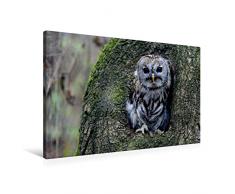 Premium Textil-Leinwand 90 x 60 cm Quer-Format Waldkauz | Wandbild, HD-Bild auf Keilrahmen, Fertigbild auf hochwertigem Vlies, Leinwanddruck von Diane Jordan