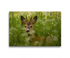 Premium Textil-Leinwand 75 x 50 cm Quer-Format Versteck in der Wiese | Wandbild, HD-Bild auf Keilrahmen, Fertigbild auf hochwertigem Vlies, Leinwanddruck von Sabine Grahneis