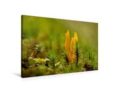 Calvendo Premium Textil-Leinwand 90 cm x 60 cm quer, EIN Motiv aus dem Kalender Stille Welt Waldboden | Wandbild, Bild auf Keilrahmen, Fertigbild auf echter Klebriger Hörnling Natur Natur