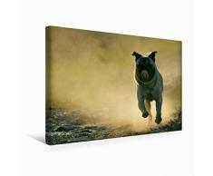 Calvendo Leinwand mops 45x30cm, Special-Edition Wandbild, Bild auf Keilrahmen, Fertigbild auf hochwertigem Textil, Leinwanddruck, kein Poster