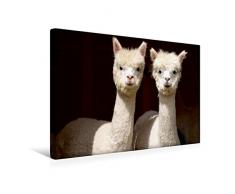 Premium Textil-Leinwand 45 x 30 cm Quer-Format Die Unzertrennlichen Alpakas | Wandbild, HD-Bild auf Keilrahmen, Fertigbild auf hochwertigem Vlies, Leinwanddruck von Heidi Rentschler