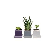 Chive Würfel & Untertasse violett Sortiert