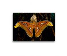 Premium Textil-Leinwand 45 x 30 cm Quer-Format Atlasseidenspinner Attacus atlas | Wandbild, HD-Bild auf Keilrahmen, Fertigbild auf hochwertigem Vlies, Leinwanddruck von Armin Maywald