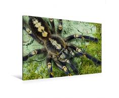 Premium Textil-Leinwand 120 x 80 cm Quer-Format Poecilotheria metallica, Pocock, 1899 | Wandbild, HD-Bild auf Keilrahmen, Fertigbild auf hochwertigem Vlies, Leinwanddruck von Wolfgang Kairat dewolli.de