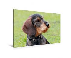 Calvendo Premium Textil-Leinwand 90 cm x 60 cm quer, EIN Motiv aus dem Kalender Liebenswerte Rabauken Rauhaardackel/CH-Version | Wandbild, Bild auf Leinwand, Leinwanddruck Tiere Tiere