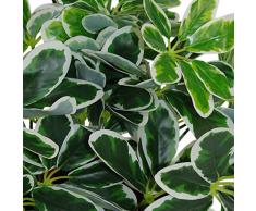 Leaf Künstlicher Schefflera Arboricola Regenschirm, 55 cm, schwarzer Kunststoff-Topf, Verschiedene Pflanzen, hell, 55cm Light Plant