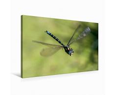 Premium Textil-Leinwand 75 cm x 50 cm quer BlaugrÃ¼ne Mosaikjungfer (Aeshna cyanea) | Wandbild, Bild auf Keilrahmen, Fertigbild auf echter Leinwand, Leinwanddruck