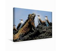 Calvendo Premium Textil-Leinwand 45 cm x 30 cm quer Meerechse & BlaufusstÃ¶lpel, Galapagos, Ecuador | Wandbild, Bild auf Keilrahmen, Fertigbild auf echter Leinwand, Leinwanddruck