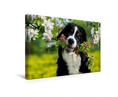 Premium Textil-Leinwand 45 cm x 30 cm quer, Ein Motiv aus dem Kalender Treuer Freund Berner Sennenhund | Wandbild, Bild auf Keilrahmen, Fertigbild auf echter Leinwand, Leinwanddruck (CALVENDO Tiere);CALVENDO Tiere