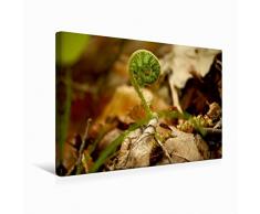 Premium Textil-Leinwand 45 cm x 30 cm quer Wenn ich groÃ bin werde ich ein Farn | Wandbild, Bild auf Keilrahmen, Fertigbild auf echter Leinwand, Leinwanddruck