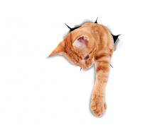 Winston & Bear 3D Katze Aufkleber - 2 Pack - Ingwer Katze Aufkleber für Wand, Kühlschrank Ingwer Katze Aufkleber zu erreichen