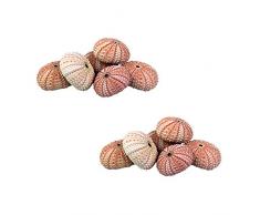 NW Großhändler – Natur Seeigel-Muscheln für Home Decor, Strand eingerichtet, Terrarien, Air Pflanzen, Arts & Crafts Bundle of 12 Rose
