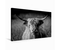 Premium Textil-Leinwand 75 x 50 cm Quer-Format Schottisches Hochlandrind | Wandbild, HD-Bild auf Keilrahmen, Fertigbild auf hochwertigem Vlies, Leinwanddruck von Marianne Drews