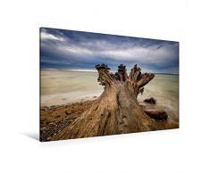 Calvendo Premium Textil-Leinwand 120 cm x 80 cm quer, Baumstamm an der OstseekÃ¼ste | Wandbild, Bild auf Keilrahmen, Fertigbild auf echter Leinwand. an der KÃ¼ste der Ostsee Natur Natur