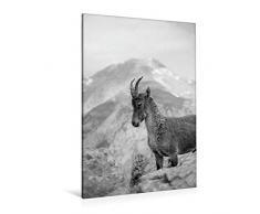 Calvendo Premium Textil-Leinwand 80 cm x 120 cm hoch, EIN Motiv aus dem Kalender Wilde Bergwelt in Europa | Wandbild, Bild auf Keilrahmen, Fertigbild auf Iberischer Steinbock Natur Natur