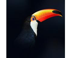 Pro-Art G1864K Wandbild Giclee Tukan, bunt