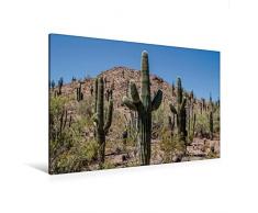 Calvendo Premium Textil-Leinwand 120 cm x 80 cm quer, Arizona Sonora WÃ¼ste | Wandbild, Bild auf Keilrahmen, Fertigbild auf echter Leinwand, Leinwanddruck: Typische Landschaft Natur Natur