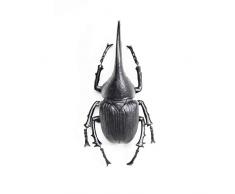 Kare Design Herkules Beetle matt Wandschmuck, schwarz
