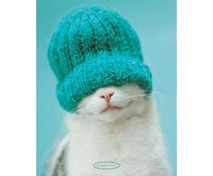 Hale, Rachael - Cat - Mini Poster Foto Katze mit Mütze - Grösse 40x50 cm