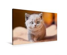 CALVENDO Premium Textil-Leinwand 75 cm x 50 cm quer, BKH Kulleraugen Katzenbaby | Wandbild, Bild auf Keilrahmen, Fertigbild auf echter Leinwand, Leinwanddruck Tiere [Sep 14, 2016] N, N