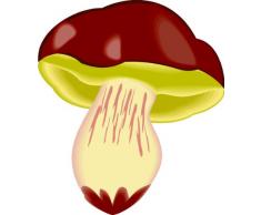 INDIGOS 4051719838770 Wandtattoo ME194 Pilze Rausch Delirium Suppe Party Steinpilz Pfifferling Fliegenpilz 40 x 34 cm