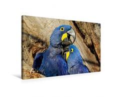 Calvendo Premium Textil-Leinwand 75 cm x 50 cm quer, Hyazinth-Aras (Anodorhynchus hyacinthinus) | Wandbild, Bild auf Keilrahmen, Fertigbild auf echter Brasilien - tierisch gut Tiere Tiere
