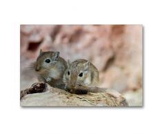 Calvendo Premium Textil-Leinwand 90 cm x 60 cm quer, Mongolisches Rennmaus-PÃ¤rchen | Wandbild, Bild auf Keilrahmen, Fertigbild auf echter Leinwand, Leinwanddruck Tiere Tiere