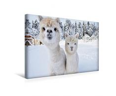 Premium Textil-Leinwand 45 x 30 cm Quer-Format Alpakas Schneegestöber | Wandbild, HD-Bild auf Keilrahmen, Fertigbild auf hochwertigem Vlies, Leinwanddruck von Heidi Rentschler